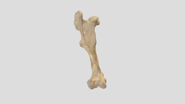 Horse Femur 3D Model