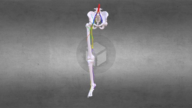 Lower Extremity Arterial Runoff 3D Model