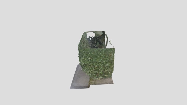 Bush