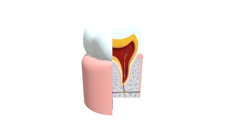 Menselijke Kies 3D Model