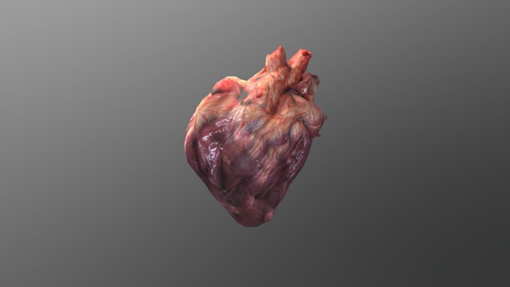 N5 Heart 3D Model