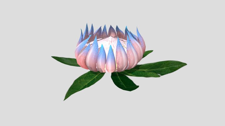 Flower Protea Textured 3D Model Animated 3D Model