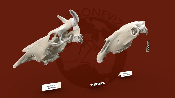 Large mammal cranium 3D Model