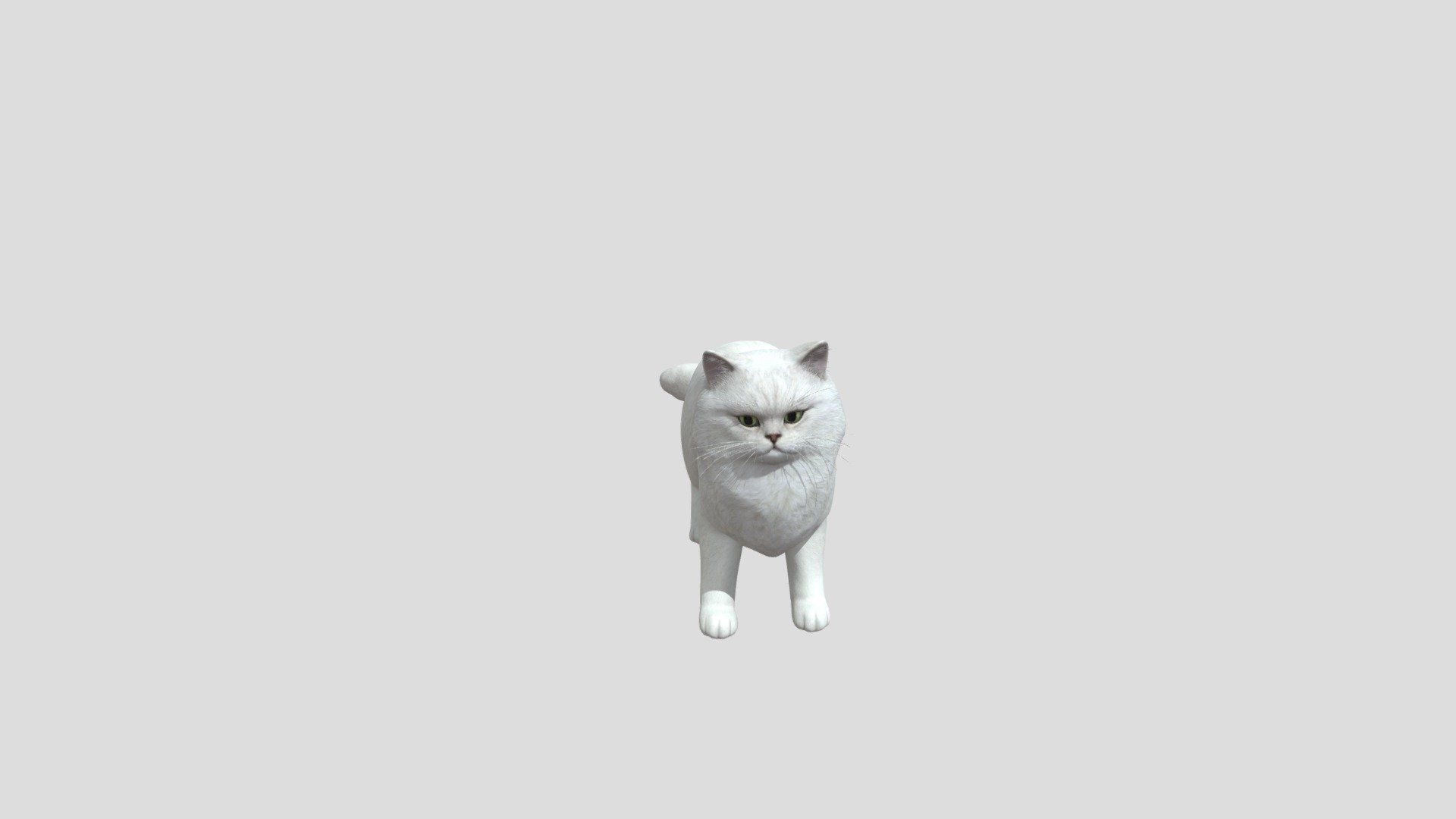 Cat Persian Buy Royalty Free 3d Model By Phil3d Philosophie B37dfde Sketchfab Store 0906