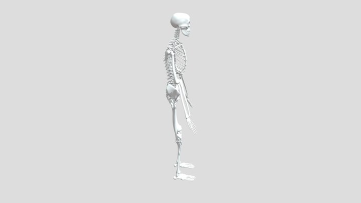Human_Body_Skeleton 3D Model