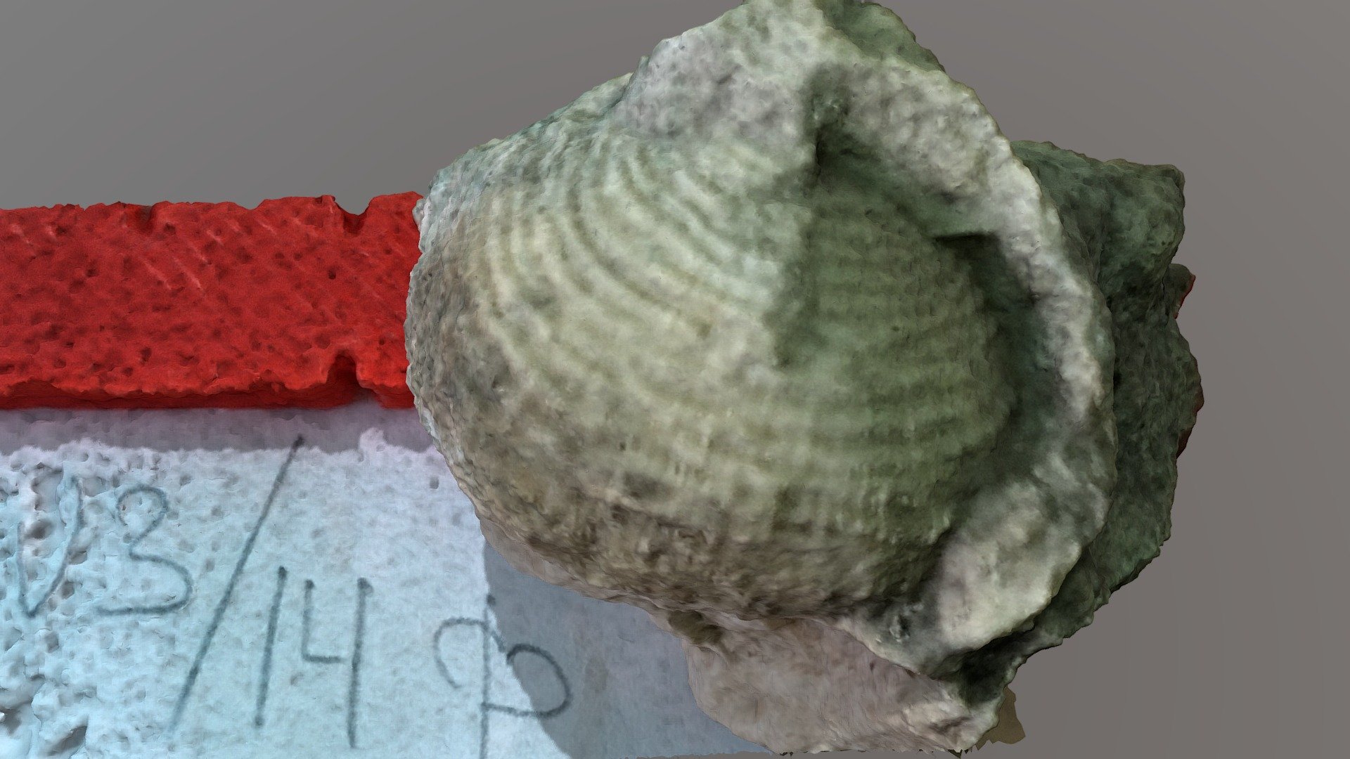 Scutepustula scutelata (Balashova, 1955)