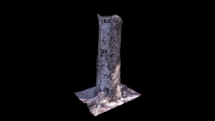Park Tree (Photogrammetry Scan) 3D Model