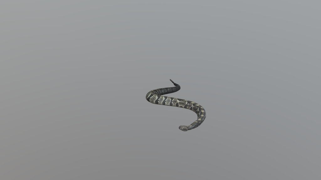 Snake Animate