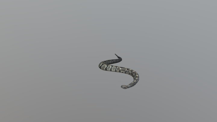 Snake Animate 3D Model