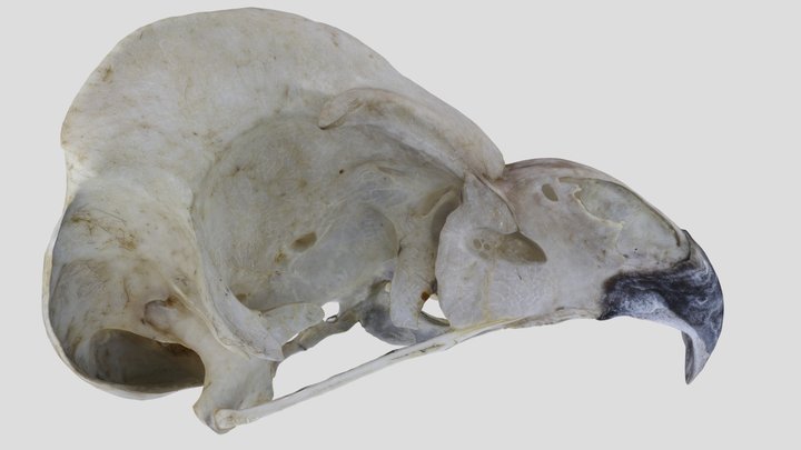 UWYMV:Bird:5862, Asio otus tuftsi, Crania – Kostenloses 3D-Modell STL