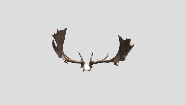 Antlers 3D Model