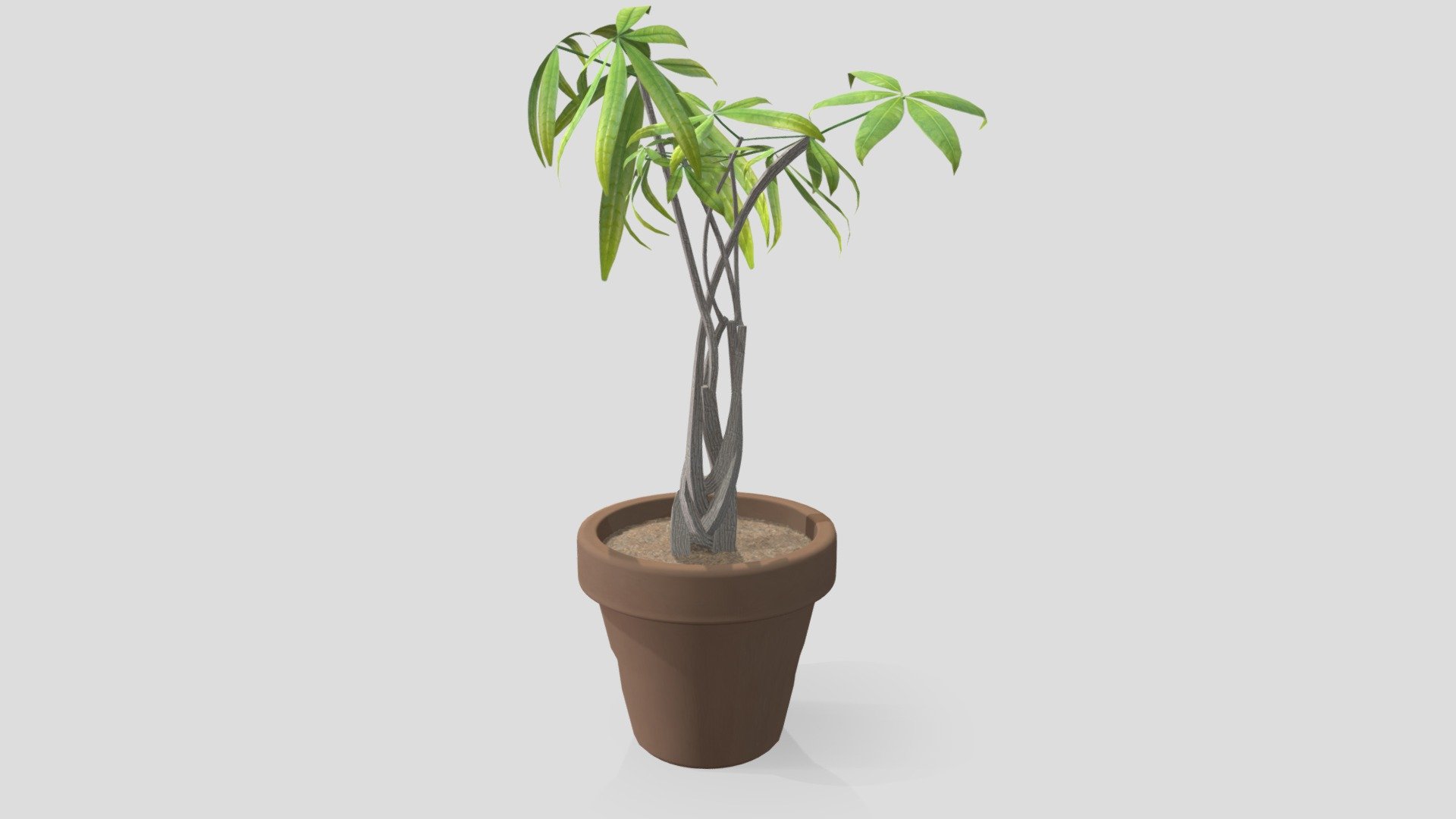 wk8_plant_dobler_andrew