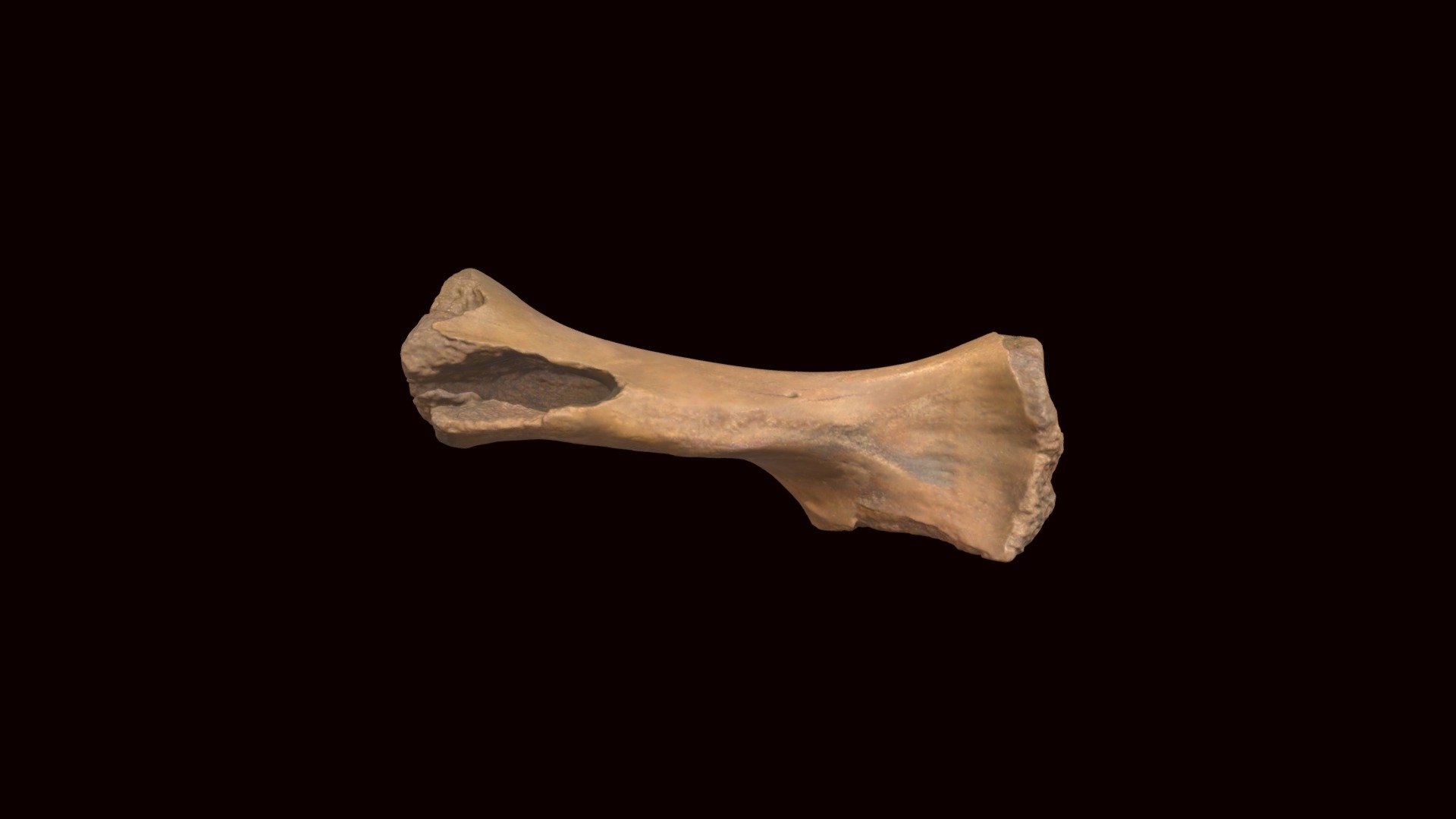 Woolly mammoth humerus (VCU_3D_8312) - 3D model by Virtual Curation Lab ...