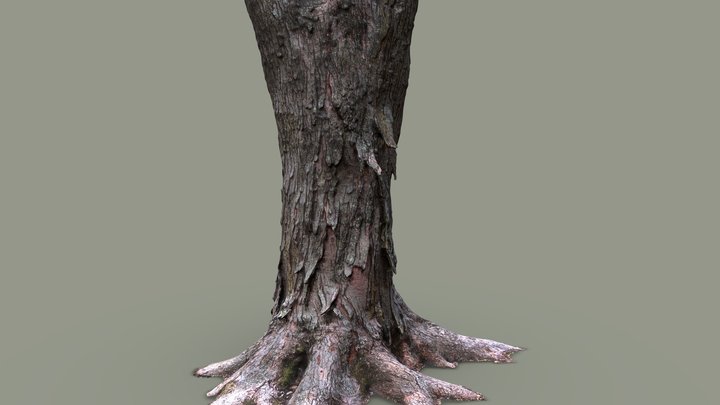 Tree Photoscan 3D Model
