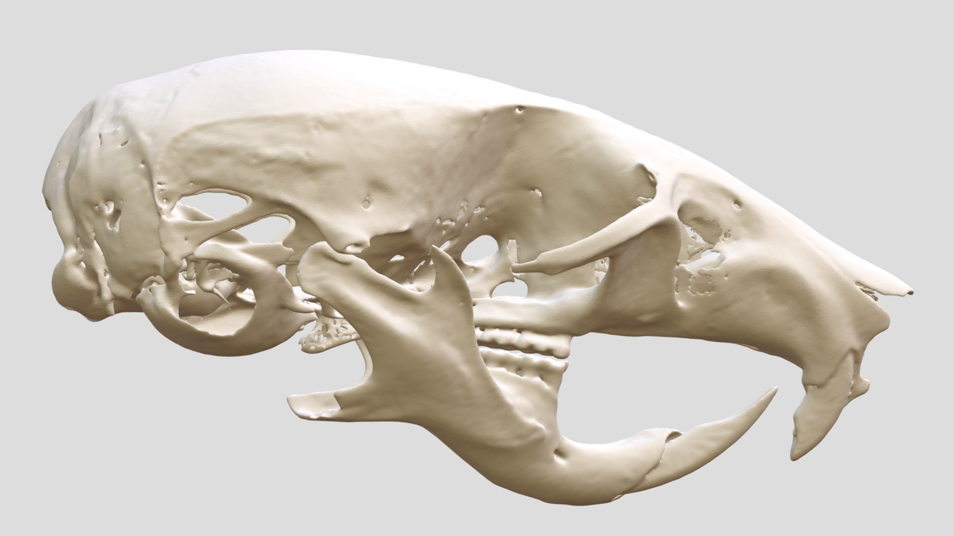 Cricetulus longicaudatus (MSB:Mamm:215144) - 3D model by Biodiversity ...