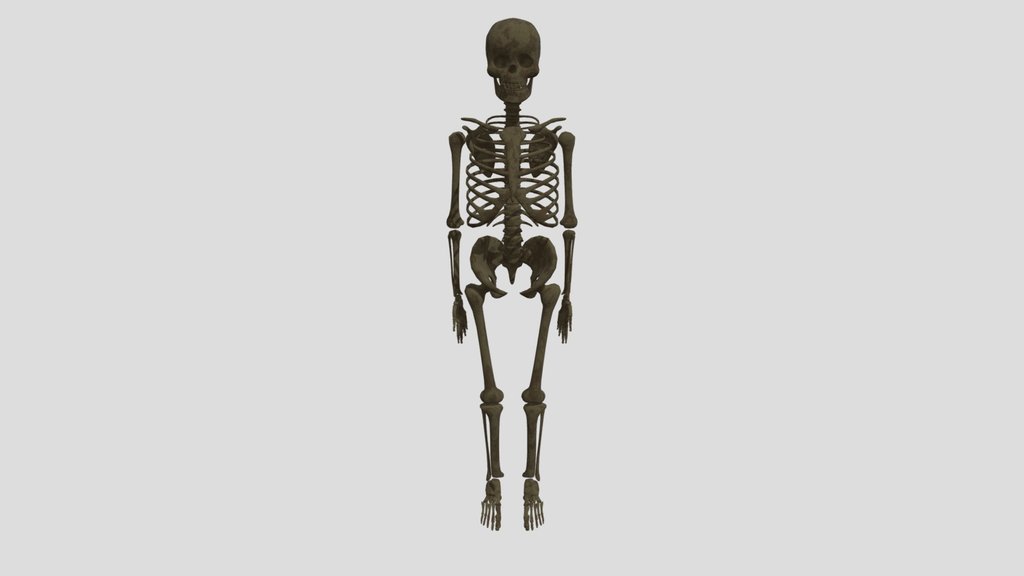 Skeleton