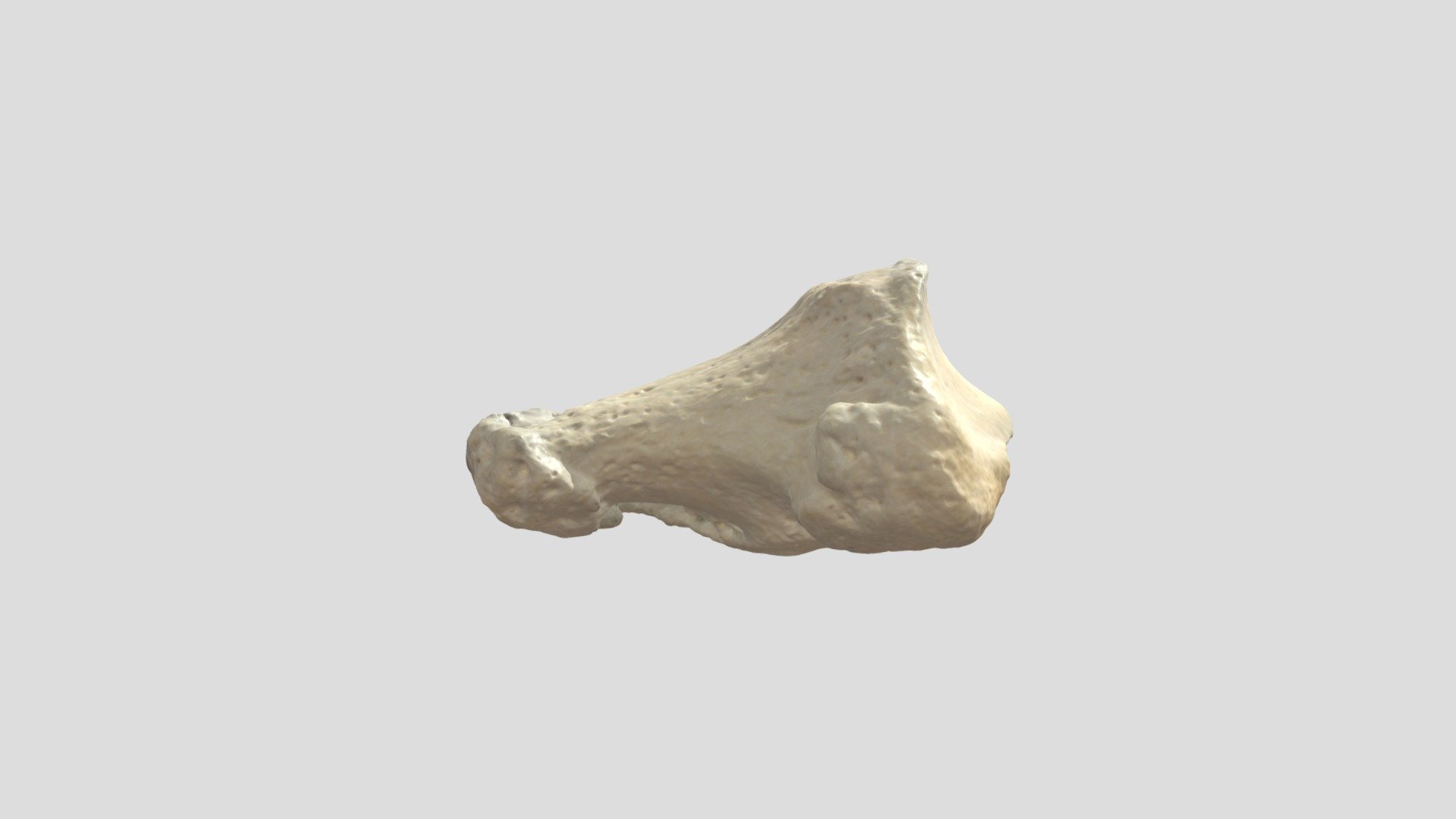 Voet Phalanx Distalis I R - annotaties - 3D model by Universiteit ...