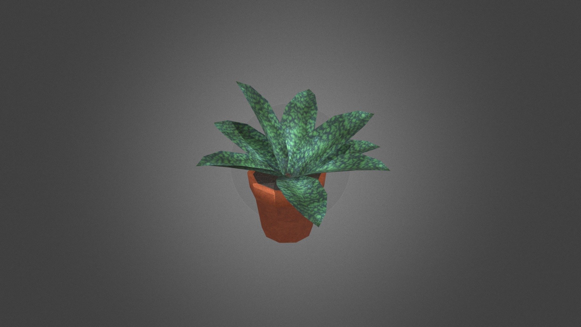 Snake Plant