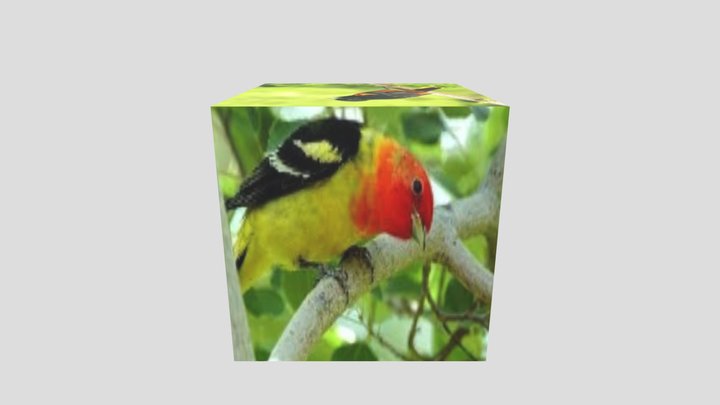 Birds_unwrap 3D Model