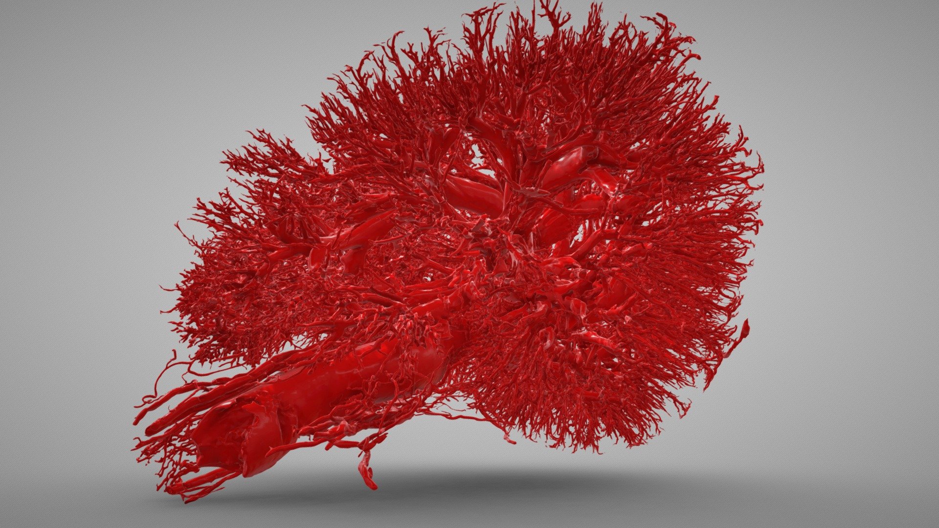 Equine Kidney Anatomy Vascular 3D model by jbrown07 [b3a1462