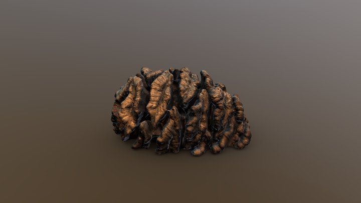 Giant Sequoia Cone - Retopologized – Modèle 3D gratuit STL