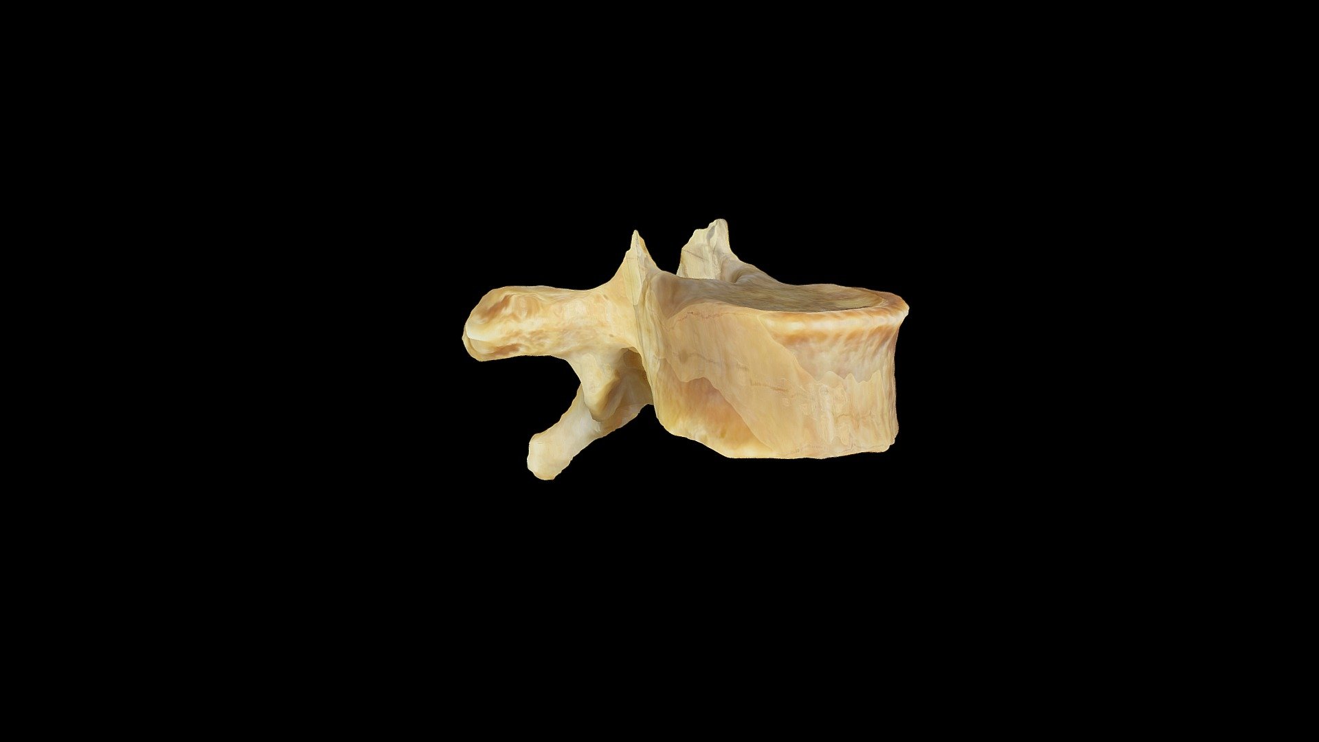 Vertebra torácica — Sketchfab embed 3D viewer