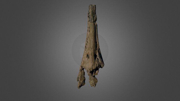 Hauffiosaurus tomistomimus (MANUM LL.8004) 3D Model