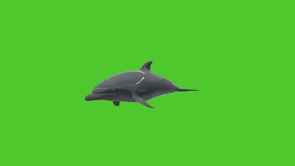 Bottlenose_dolphin