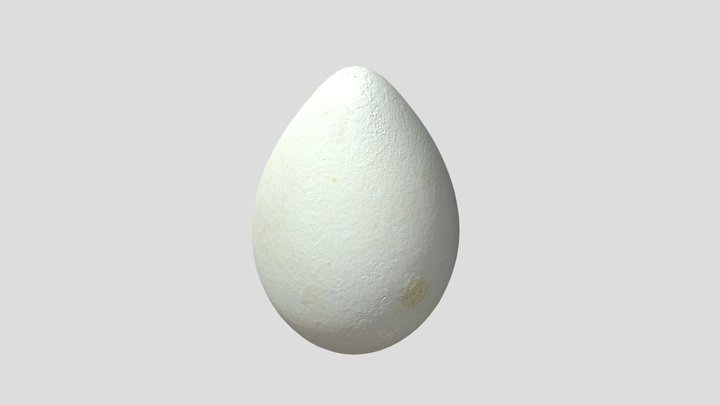 Emperor penguin egg 3D Model