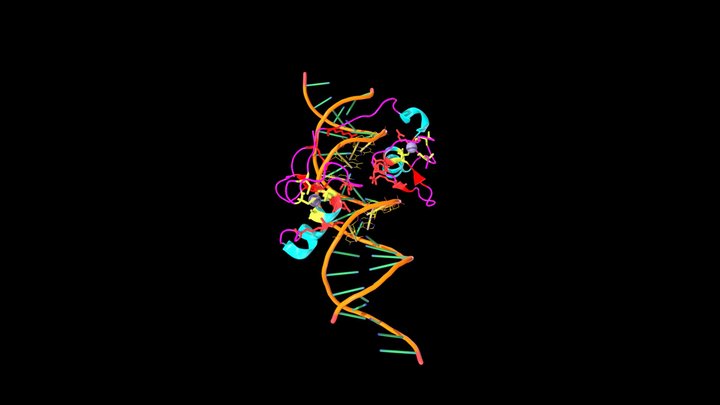 GATA1 ZF region binding to two close GATA sites 3D Model
