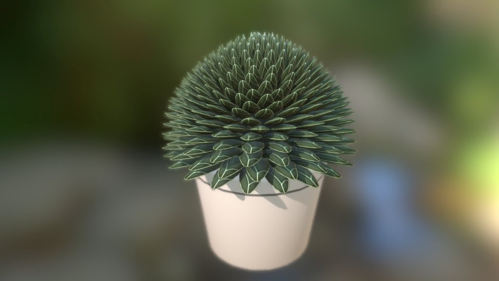 Agave Victoria Reginae