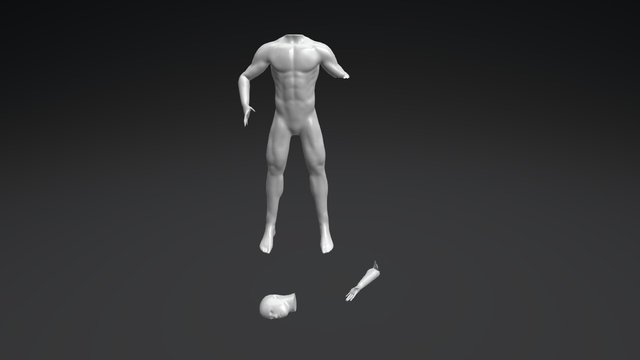 ANATOMY 3D Model