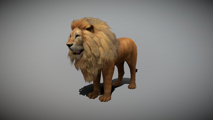 Lion with Animation 3D Model