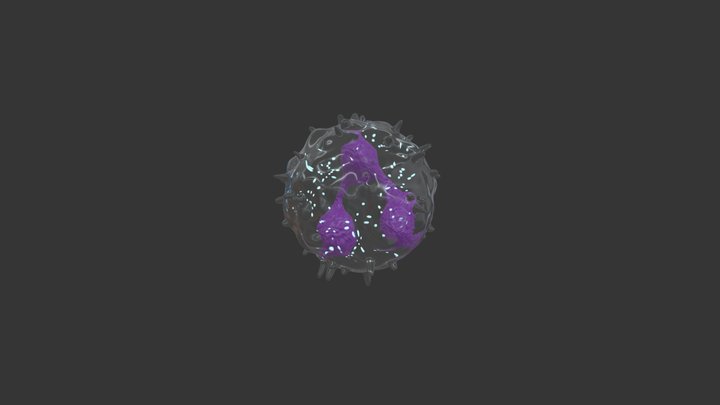【Leukocyte】Neutrophil 3D Model