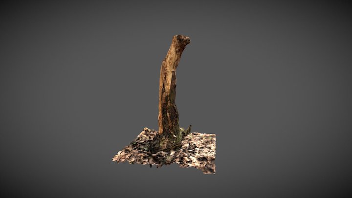 stump 3D Model