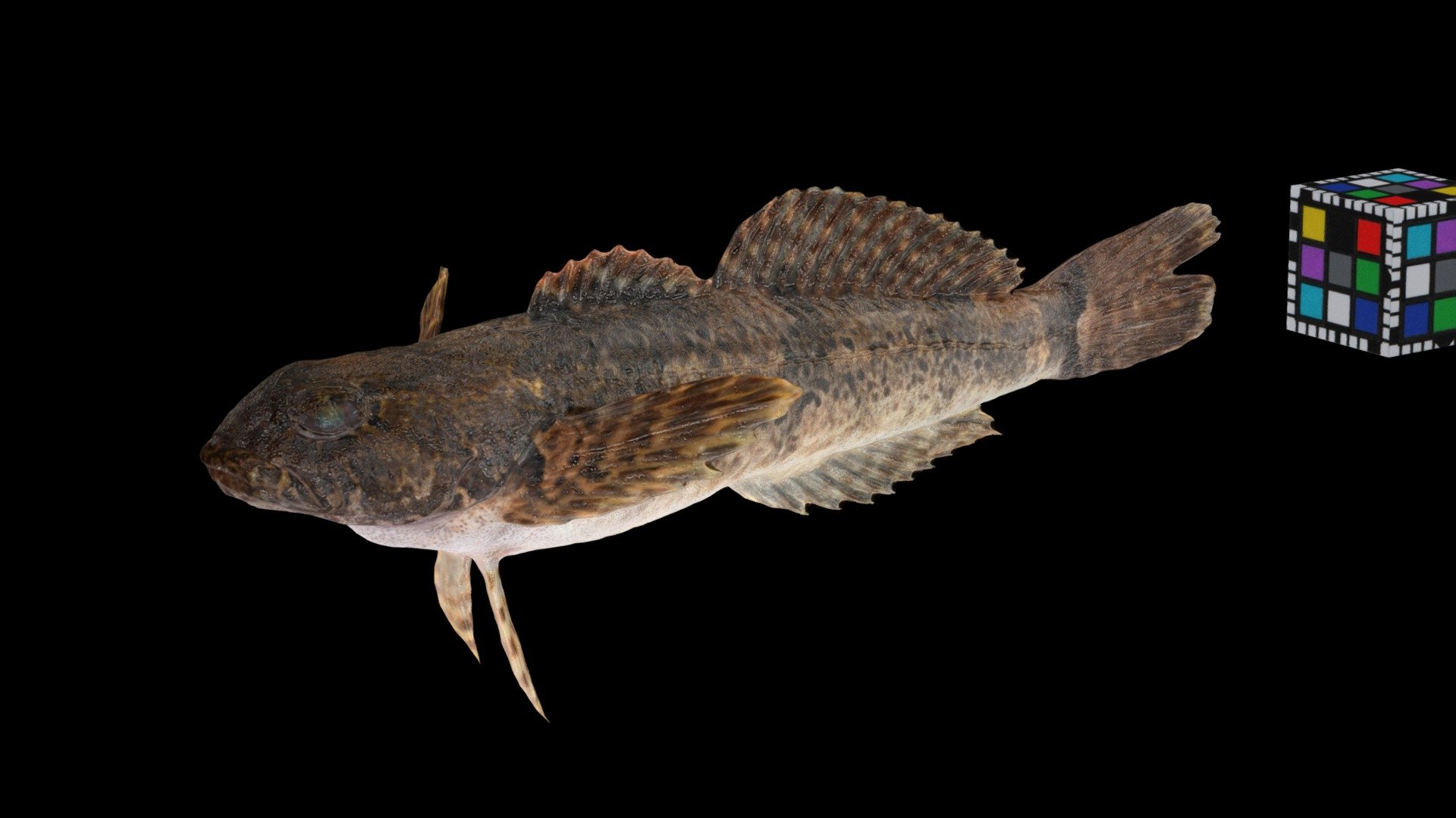 ハナカジカ River Sculpin, Cottus nozawae