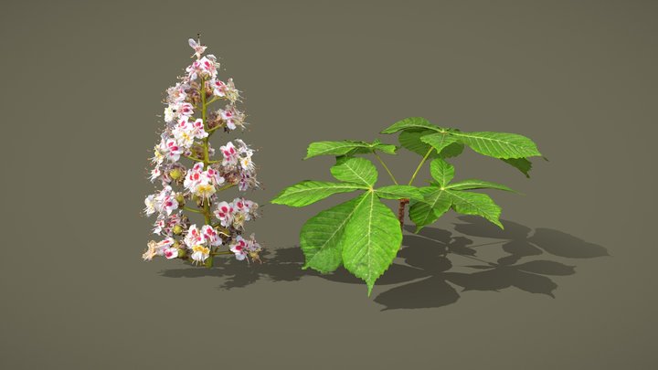 Horse Chestnut, flowers and leaves – Modèle 3D gratuit STL