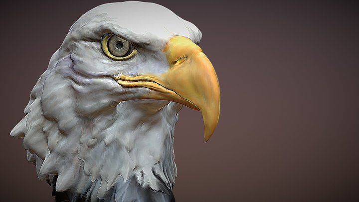 Bald Eagle Head 3D Model