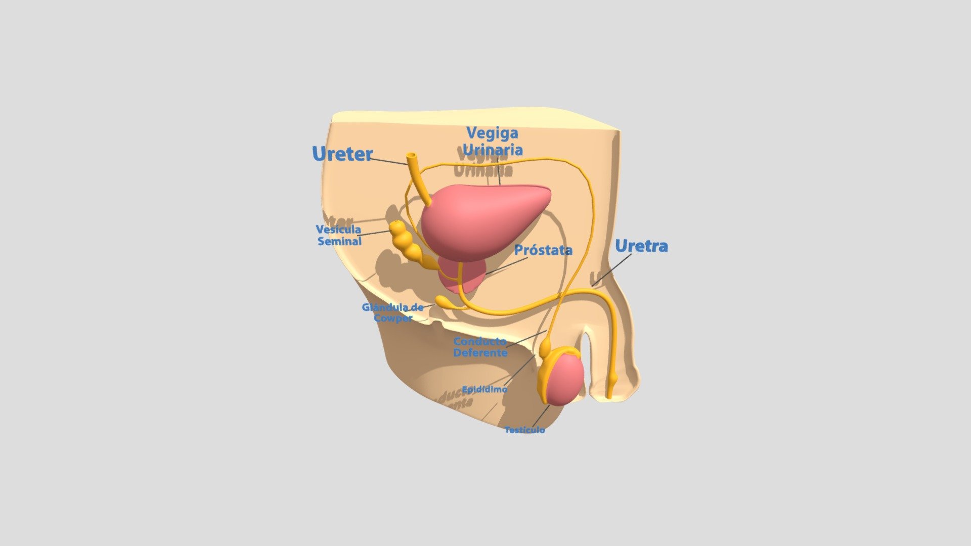 ORGANOS INTERNOS