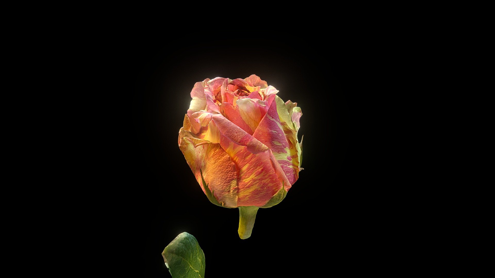Bicolor White and Pink Rose