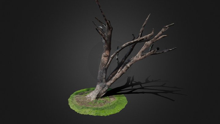 Hunt Park Large Tree 3D Model