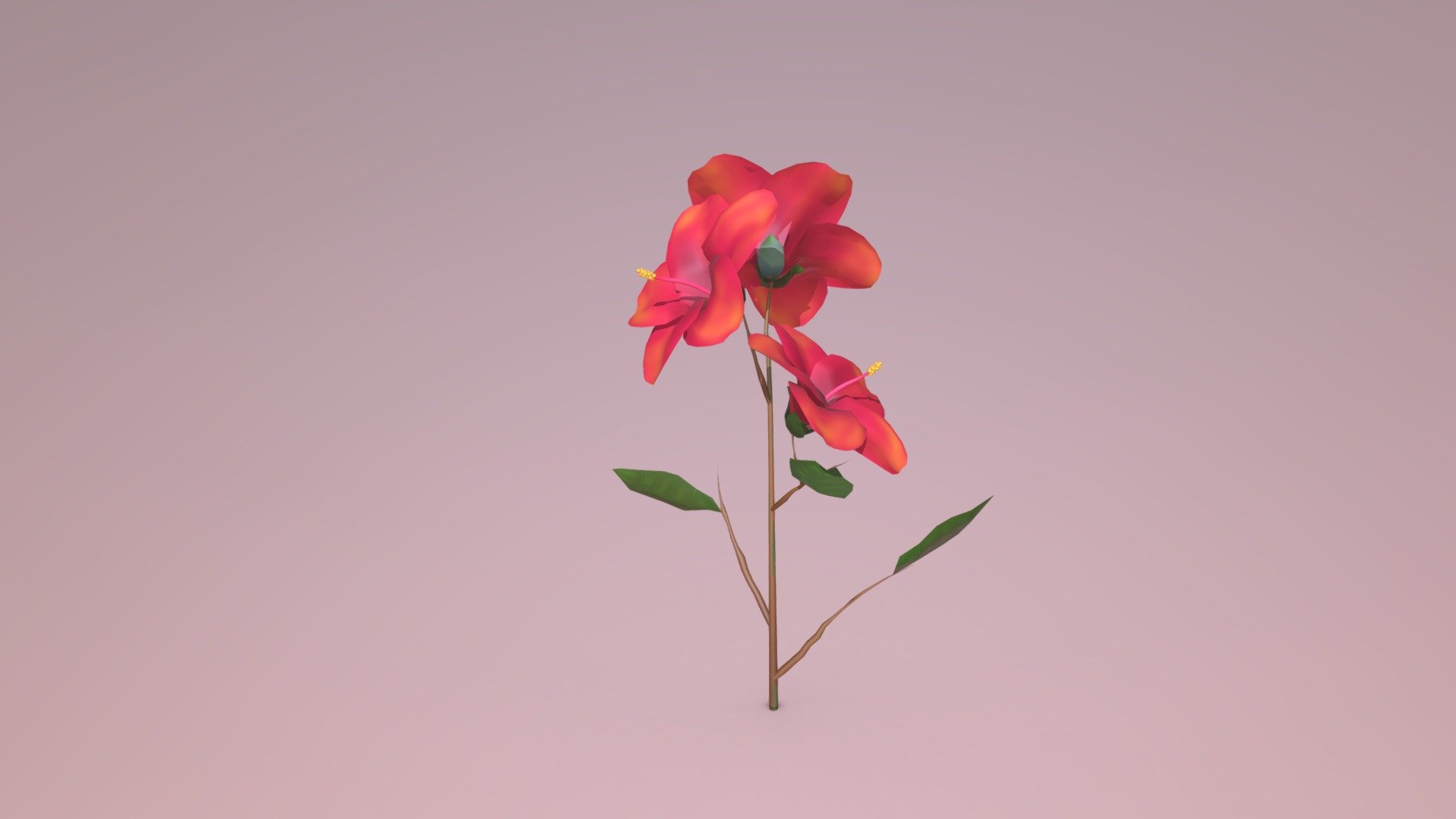 Hibiscous Flower