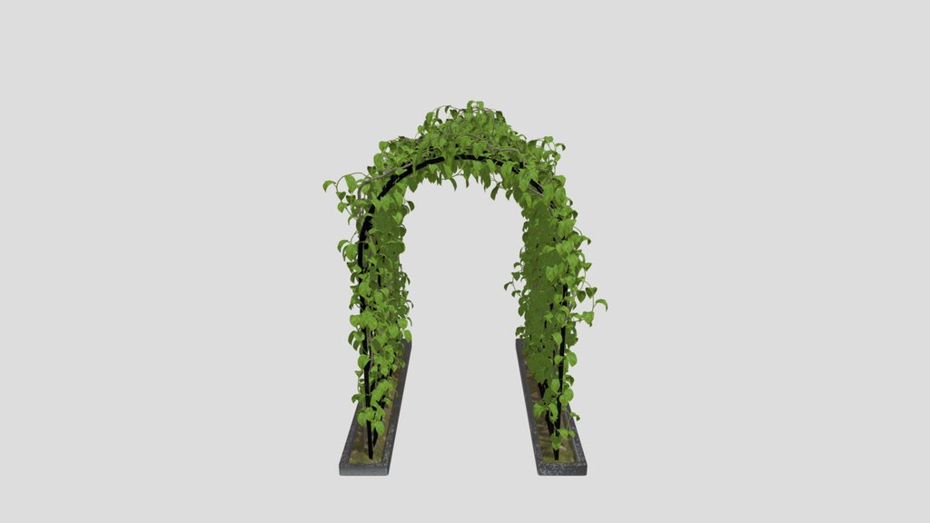 Ivy Plant