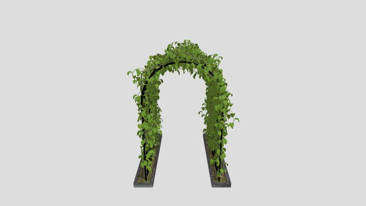 Ivy Plant