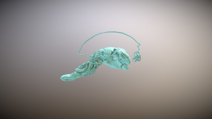 Roman Snail Reproductive System 3D Model