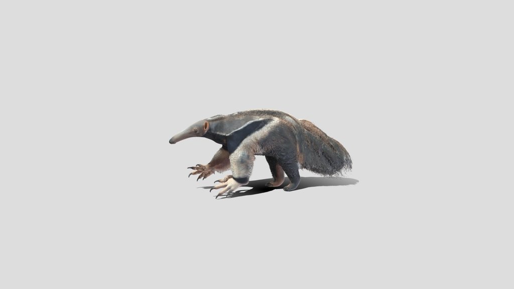 Anteaters
