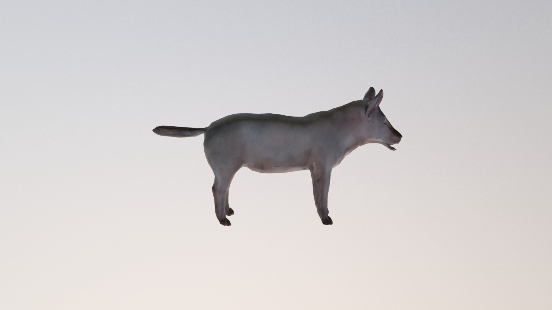 Pig B Tpose