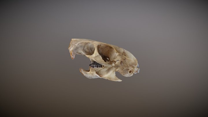 Rat Skull 3D Model