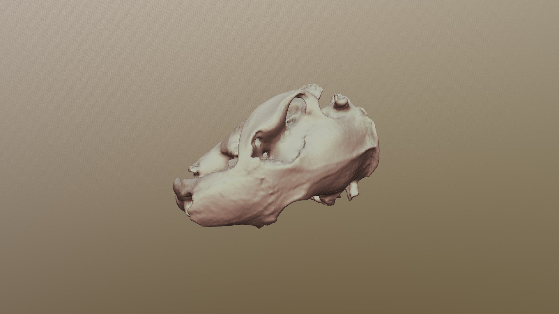 Beaver Skull #1841 - Download Free 3D Model By SJSUSERC [b3dc753 ...