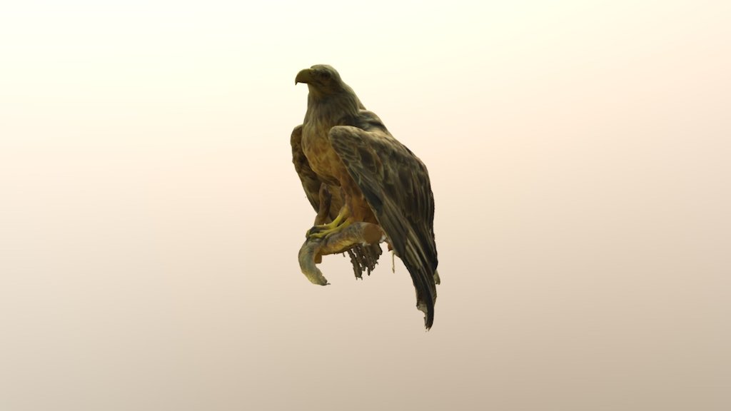 White-tailed eagle, Merikotka